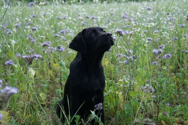 Liebling ,richtig in Szene setzen-Beitrag-Bild