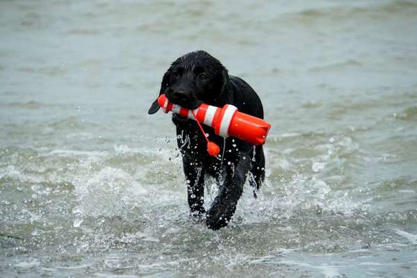 Liebling ,richtig in Szene setzen-Beitrag-Bild