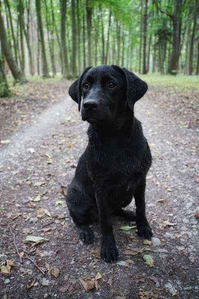 Liebling ,richtig in Szene setzen-Beitrag-Bild