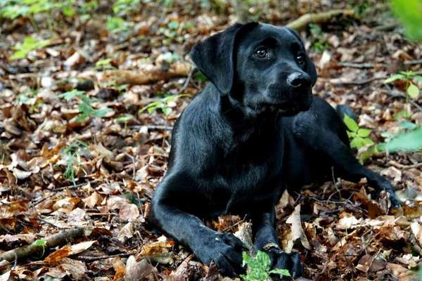 Liebling ,richtig in Szene setzen-Beitrag-Bild