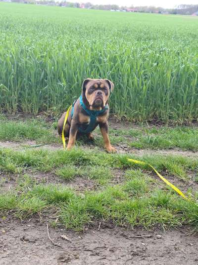 Old English Bulldog-Beitrag-Bild