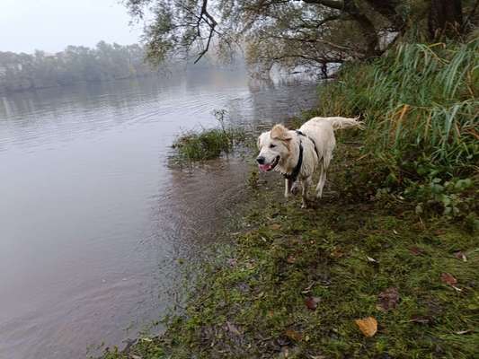 Hundetreffen-Playdates und Gassirunden-Bild