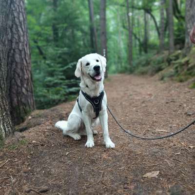 Hundetreffen-Begegnungs-/ Rückruftraining-Bild