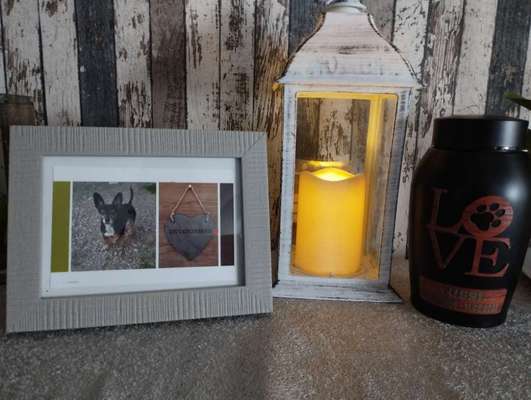 Unsere Fellnasen im Regenbogenland-Beitrag-Bild