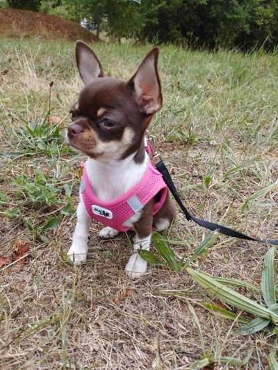 Wo sind die Chihuahua Besitzer ?-Beitrag-Bild