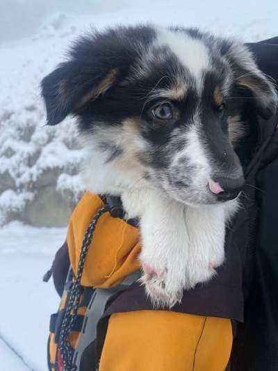 Hundetreffen-Welpenspiel-Freunde-Bild