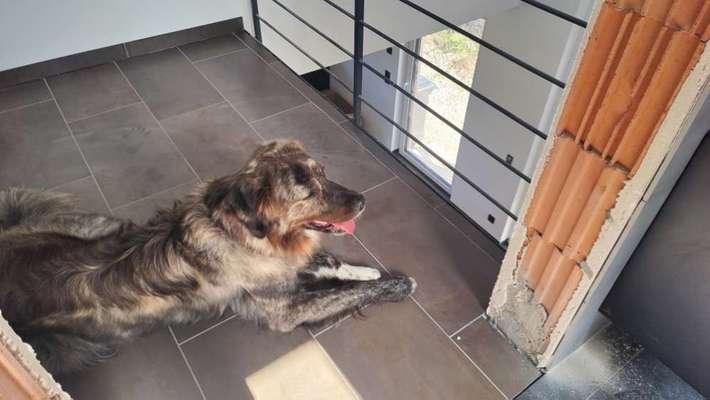 Kamingitter/ Treppenschutzgitter Hunde im Haus begrenzen-Beitrag-Bild