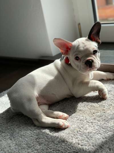 Welpen Bilder !-Beitrag-Bild