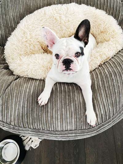 Zeigt her eure Frenchi-Beitrag-Bild