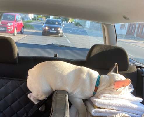 Challenge Nr 14
Eure Fellnasen auf ihrem Lieblingsplatz-Beitrag-Bild