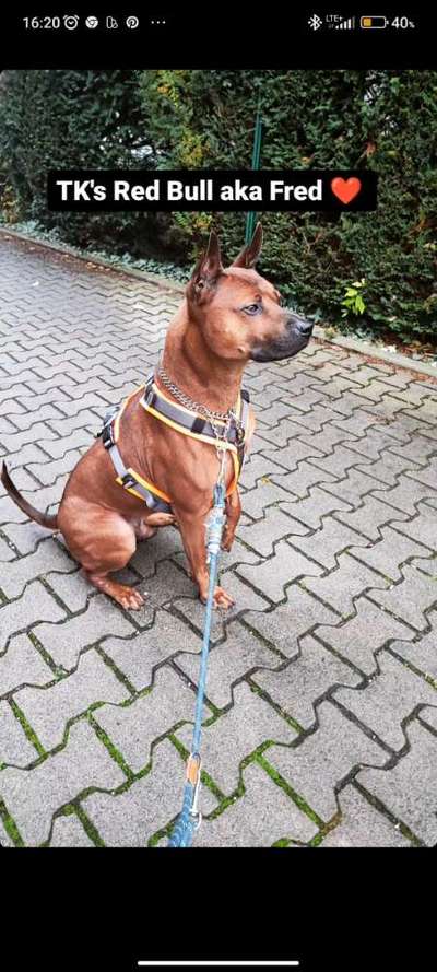 Hundetreffen-Partner für social walks gesucht-Bild