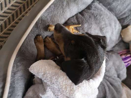 Hundetreffen-Hundetreffen in Rönneburg-Bild