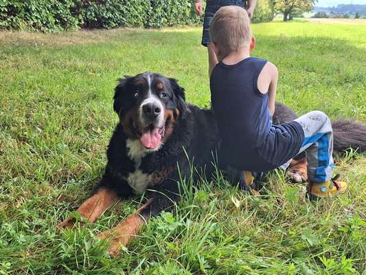 Berner Sennen-Beitrag-Bild