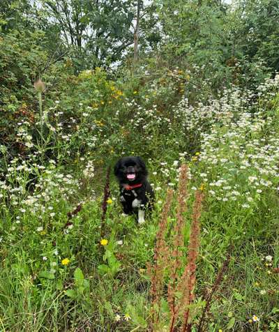 Die Dogorama Kalender Challenge Titelbild-Beitrag-Bild