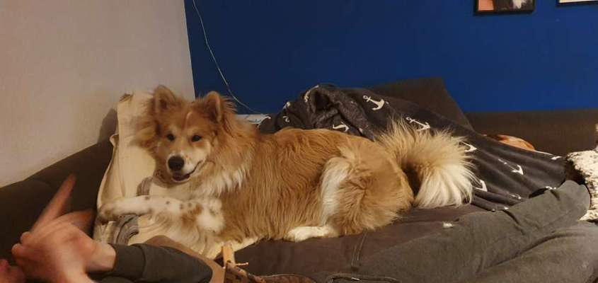 Welche Hunderasse-Beitrag-Bild