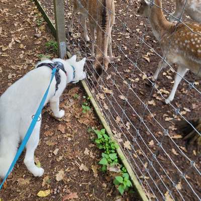 Hundetreffen-Socialwalk/Hundebegegnungen allgemein-Bild