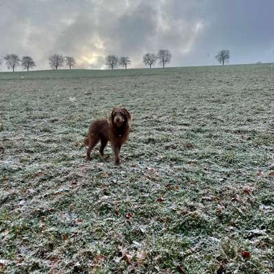 Hundetreffen-Junghundetreff-Bild