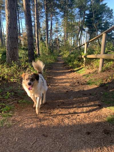 Mischlinge raten - Rätselspaß-Beitrag-Bild