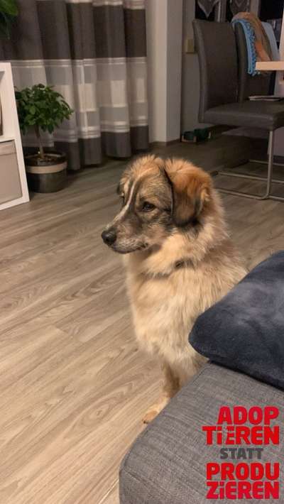 Dogorama Photo Challenge - "Adoptieren statt Produzieren" mit Gewinnspiel-Beitrag-Bild