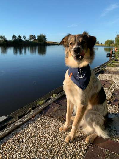 Fotochallange nr. 106
Der geschmückte Hund.-Beitrag-Bild