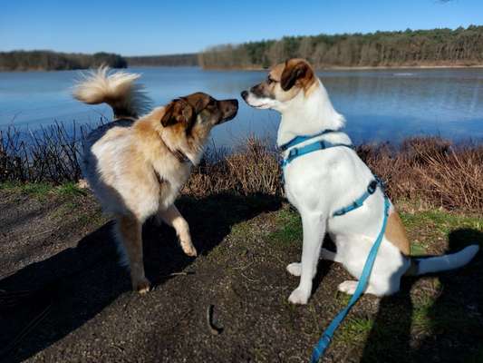Foto Challenge 103    Hundefreundschaften-Beitrag-Bild