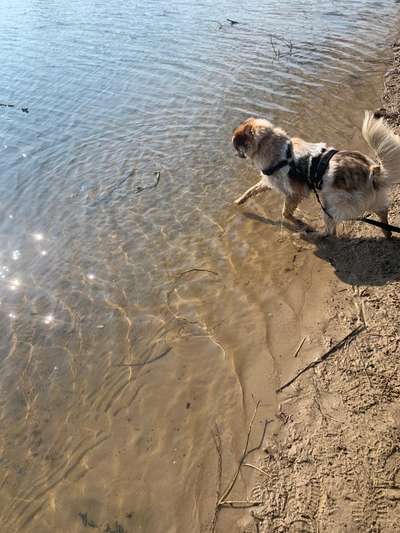Mischlinge raten - Rätselspaß-Beitrag-Bild