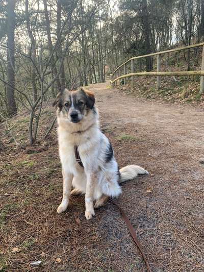 Herdenschutzhunde-Beitrag-Bild