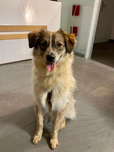 Dogorama Photo Challenge - Einmal lächeln bitte-Beitrag-Bild