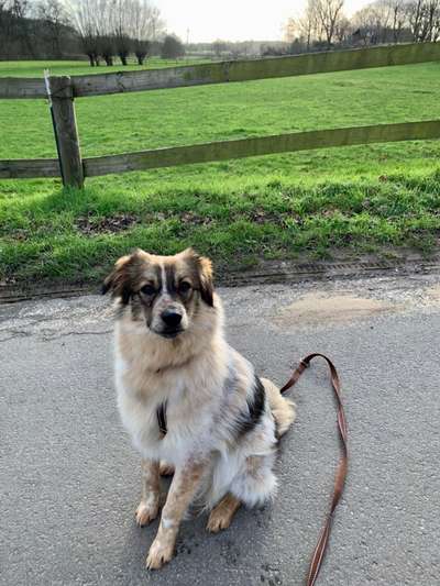 Mischlinge raten - Rätselspaß-Beitrag-Bild