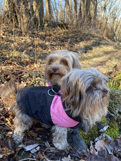 Bolonka Zwetna 🐾-Beitrag-Bild