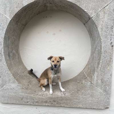 Hundetreffen-Hundebegegnungen üben-Bild