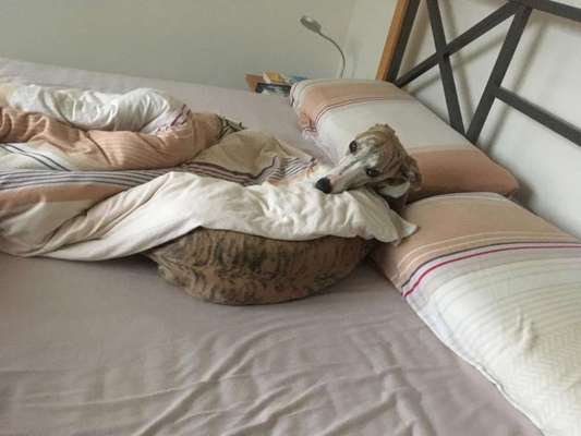 Windhunde - Treffen der besonderen Schönheiten
HERZLICH WILLKOMMEN-Beitrag-Bild