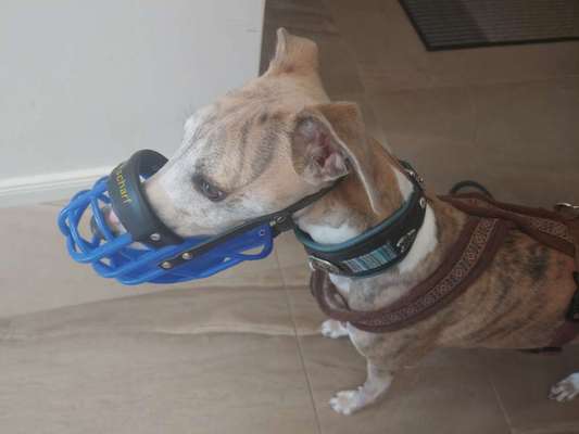 Windhunde - Treffen der besonderen Schönheiten
HERZLICH WILLKOMMEN-Beitrag-Bild