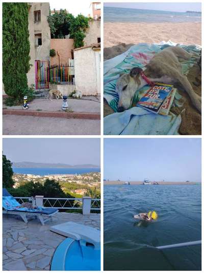 Windhunde - Treffen der besonderen Schönheiten
HERZLICH WILLKOMMEN-Beitrag-Bild