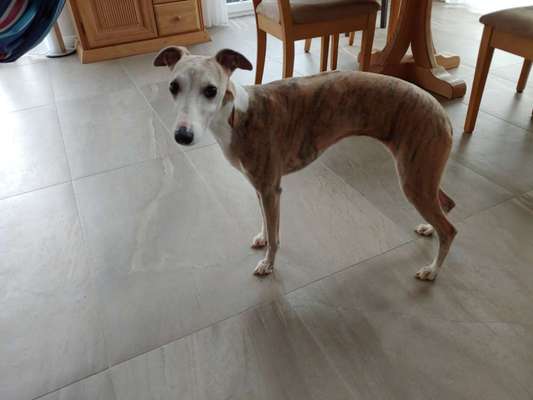 Windhunde - Treffen der besonderen Schönheiten
HERZLICH WILLKOMMEN-Beitrag-Bild