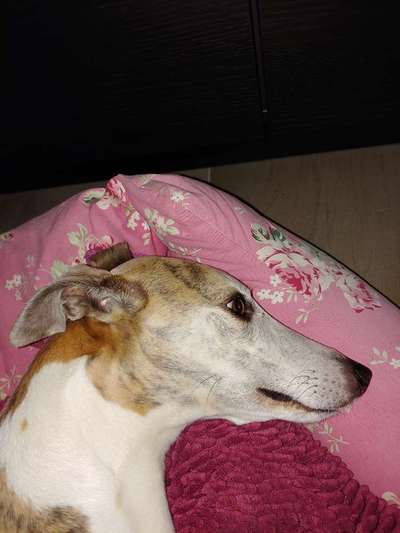 Windhunde - Treffen der besonderen Schönheiten
HERZLICH WILLKOMMEN-Beitrag-Bild