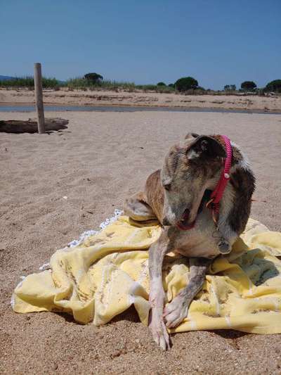 Windhunde - Treffen der besonderen Schönheiten
HERZLICH WILLKOMMEN-Beitrag-Bild