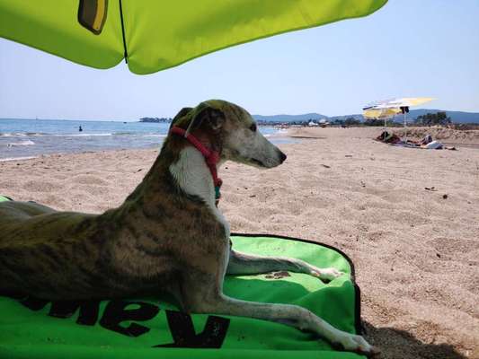 Windhunde - Treffen der besonderen Schönheiten
HERZLICH WILLKOMMEN-Beitrag-Bild