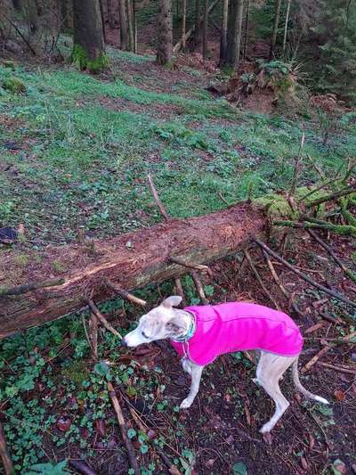 Windhunde - Treffen der besonderen Schönheiten
HERZLICH WILLKOMMEN-Beitrag-Bild