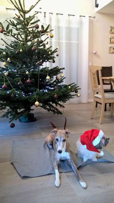 Windhunde - Treffen der besonderen Schönheiten
HERZLICH WILLKOMMEN-Beitrag-Bild