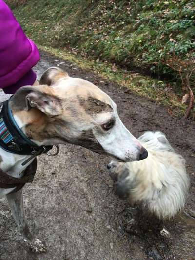 Windhunde - Treffen der besonderen Schönheiten
HERZLICH WILLKOMMEN-Beitrag-Bild