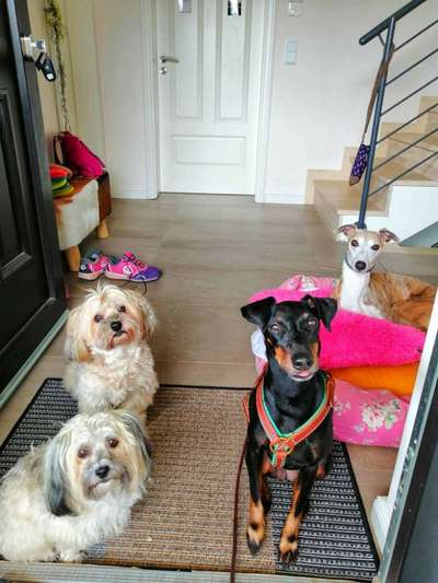 Windhunde - Treffen der besonderen Schönheiten
HERZLICH WILLKOMMEN-Beitrag-Bild