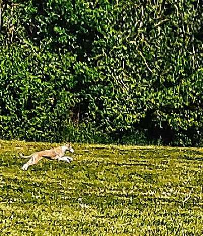 Windhunde - Treffen der besonderen Schönheiten
HERZLICH WILLKOMMEN-Beitrag-Bild