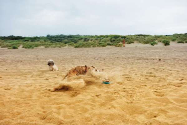 Windhunde - Treffen der besonderen Schönheiten
HERZLICH WILLKOMMEN-Beitrag-Bild