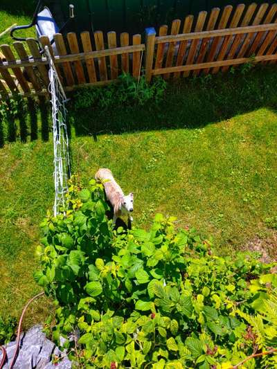 Windhunde - Treffen der besonderen Schönheiten
HERZLICH WILLKOMMEN-Beitrag-Bild
