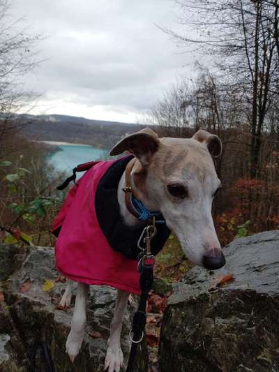 Windhunde - Treffen der besonderen Schönheiten
HERZLICH WILLKOMMEN-Beitrag-Bild