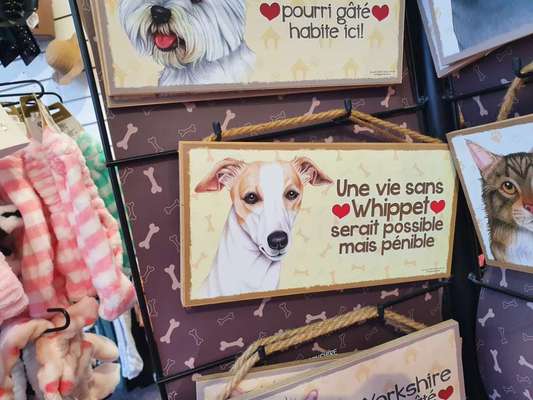 Windhunde - Treffen der besonderen Schönheiten
HERZLICH WILLKOMMEN-Beitrag-Bild