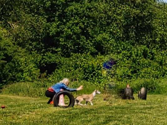 Windhunde - Treffen der besonderen Schönheiten
HERZLICH WILLKOMMEN-Beitrag-Bild