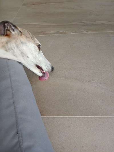 Windhunde - Treffen der besonderen Schönheiten
HERZLICH WILLKOMMEN-Beitrag-Bild