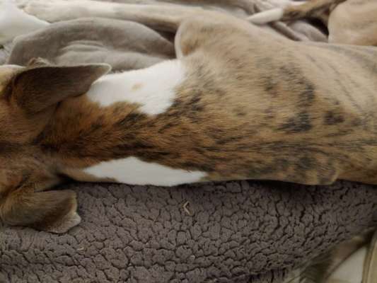 Windhunde - Treffen der besonderen Schönheiten
HERZLICH WILLKOMMEN-Beitrag-Bild